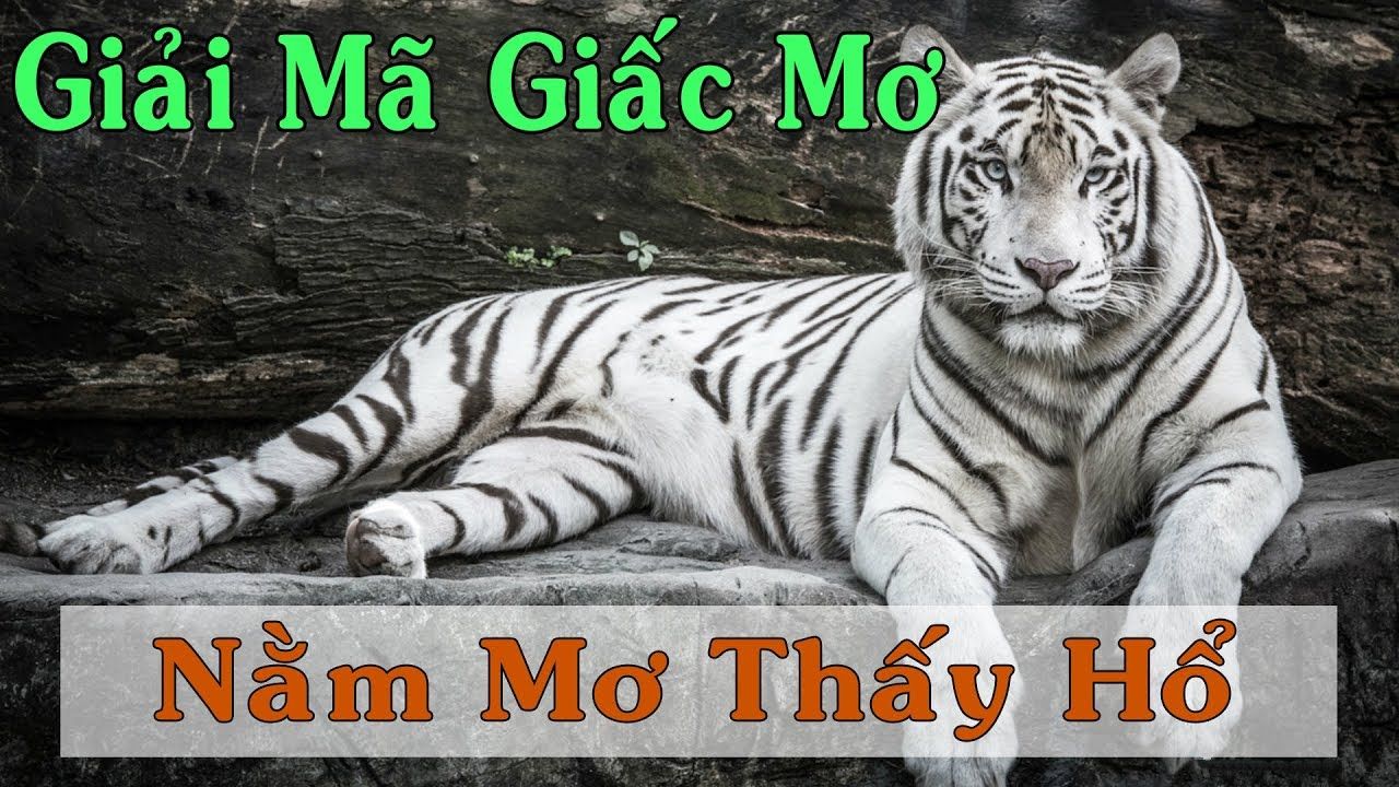 mơ thấy hổ
